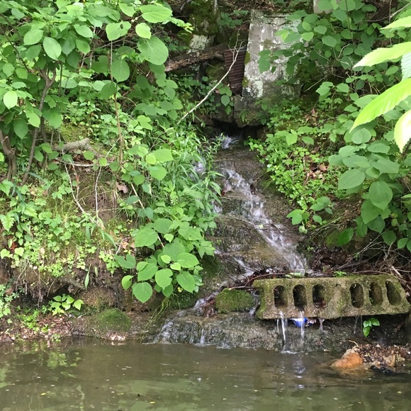 kentuckynectar